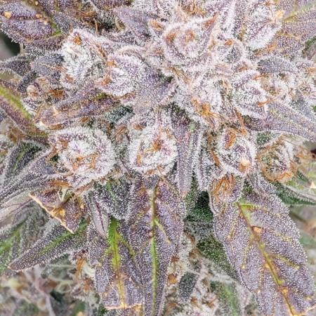 Mango Frost ❄️
