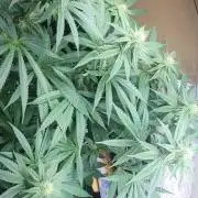 Blue dream 💭