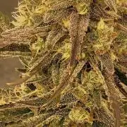 Mendo Guava