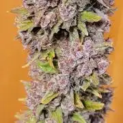 Lemon Cherry Cookies 🍋 🍒 🍪
