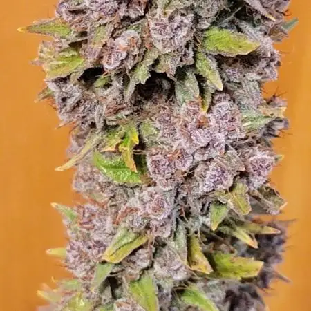 Lemon Cherry Cookies 🍋 🍒 🍪