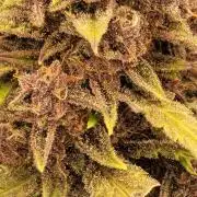 Purp Lemonade Rf3 🍋