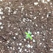 Lemon Cherry Cookies 🍋 🍒 🍪