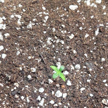 Lemon Cherry Cookies 🍋 🍒 🍪