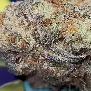 Mango Frost ❄️