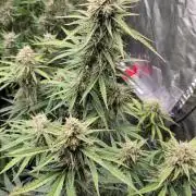 Banana Cherry Cookies 🍪 🍒 🍌
