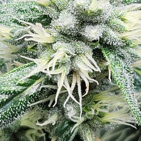 Blue dream 💭