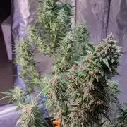 Strawberry 🍓 Gorilla 🦍 🎄