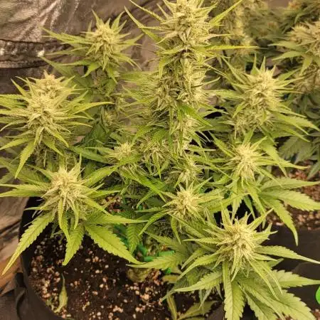 Guava 🍈👽