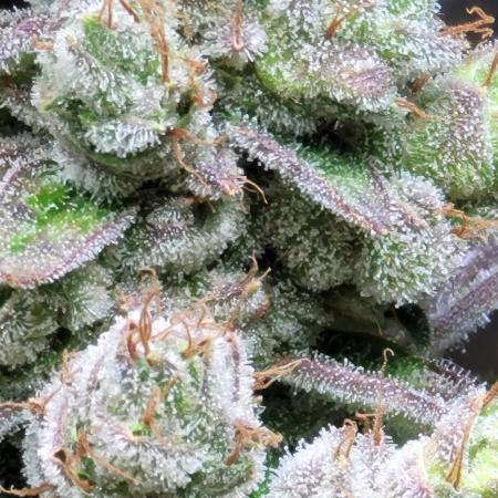 Blue dream 💭