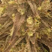 Mendo Guava