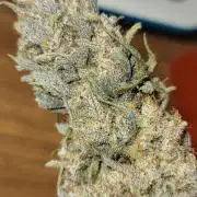 Guava 🍈👽