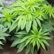 Blue dream 💭