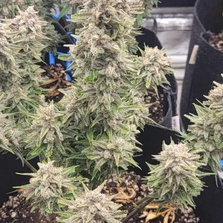 Guava 🍈👽