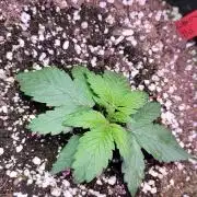 Strawberry 🍓 Gorilla 🦍