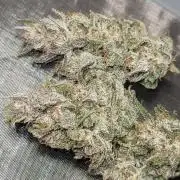 Strawberry 🍓 Gorilla 🦍 🎄