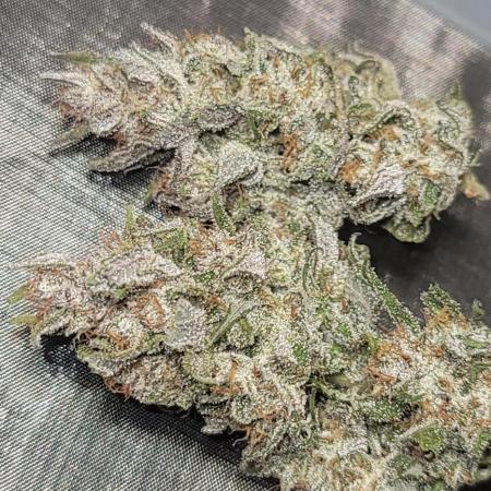 Strawberry 🍓 Gorilla 🦍 🎄