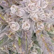 Mango Frost ❄️