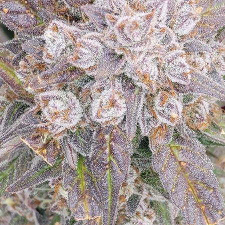 Mango Frost ❄️