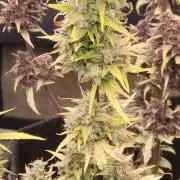 Guava Rf3