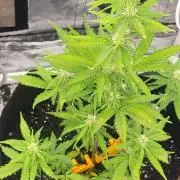 Mendo Guava