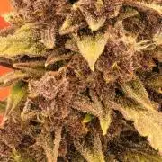 Purp Lemonade Rf3 đ
