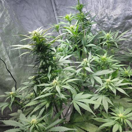 Strawberry 🍓 Gorilla 🦍 🎄