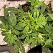 Blue dream 💭
