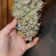 Sundae 🍨 Frost ❄️