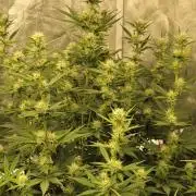 Mendo Cherry Cookies 🍪 🍒