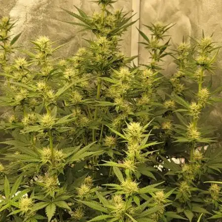 Mendo Cherry Cookies 🍪 🍒