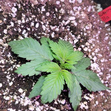 Strawberry 🍓 Gorilla 🦍 🎄