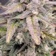 Mango Frost ❄️