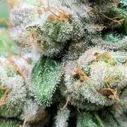 Blue dream 💭