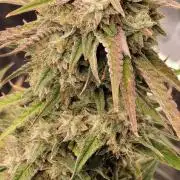 Banana Cherry Cookies 🍪 🍒 🍌