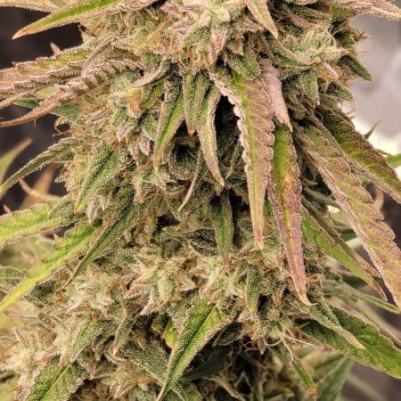 Banana Cherry Cookies 🍪 🍒 🍌