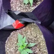 Strawberry 🍓 Gorilla 🦍 🎄