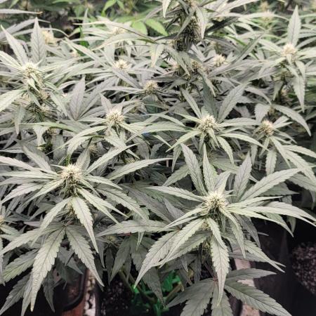 Mango Frost ❄️