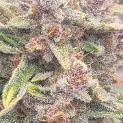 Apricot