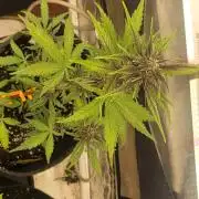 Purp Lemonade Rf3 π