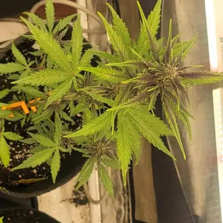 Purp Lemonade Rf3 🍋