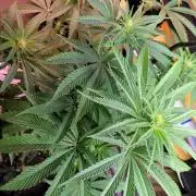 Blue dream 💭
