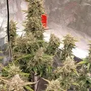 Guava Sundae 🍨 🍈