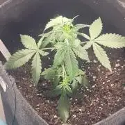 Guava Rf3