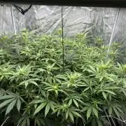 Gushers/Grapericot Pie: ILGM Run