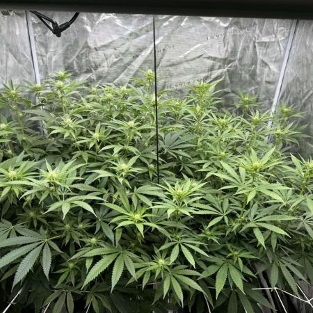 Gushers/Grapericot Pie: ILGM Run