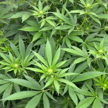 Gushers/Grapericot Pie: ILGM Run