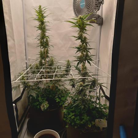 Low Budget Setup Test