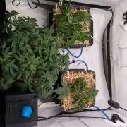 Grow Nr.4