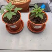 Grow Nr.4